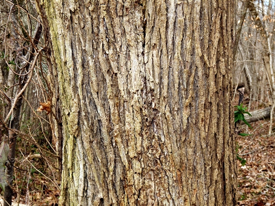 {Ulmus rubra}